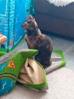 Lief huisje gezocht voor 2 lieve meisjes, Dieren en Toebehoren, Katten en Kittens | Overige Katten, Poes