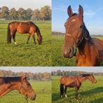 Diverse dressuurpaarden te koop!!, Dieren en Toebehoren, Paarden, Meerdere dieren, Onbeleerd, Dressuurpaard, 0 tot 2 jaar