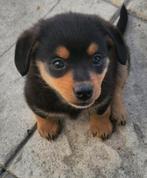 Oh zo lieve teckel x pomeriaan pup, Dieren en Toebehoren, Honden | Teckels en Dashonden, 15 weken tot 1 jaar, Reu, Korthaar, Dwerg