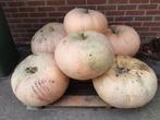 pompoen groot oranje diameter tussen 30 en 50 cm, Tuin en Terras, Ophalen, Overige soorten, Volle zon