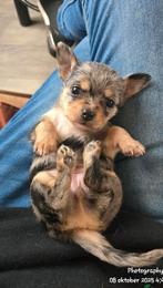 Nog 1 mooie merle dame te koop, Dieren en Toebehoren, Honden | Chihuahua's en Gezelschapshonden, Parvo, 8 tot 15 weken, Meerdere