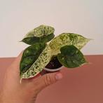 Alocasia Dragon Scale Mint Variegata (1), Overige soorten, Minder dan 100 cm, Groene kamerplant, Halfschaduw
