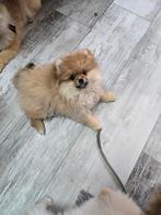 Pomeriaan pups, Dieren en Toebehoren, Honden | Poolhonden, Keeshonden en Oertypen, Particulier, 15 weken tot 1 jaar, Buitenland