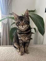 Bengaal x Main coon 6 maand kater, Dieren en Toebehoren, Katten en Kittens | Raskatten | Korthaar, Kater, Gechipt, 0 tot 2 jaar