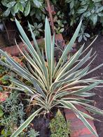 Yucca filamentosa - Makkelijke tuinplant, Tuin en Terras, Planten | Tuinplanten, Vaste plant, Bloeit niet, Halfschaduw, Ophalen