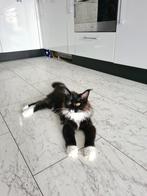 Maine Coon Kitten, Meerdere dieren, Gechipt, 0 tot 2 jaar