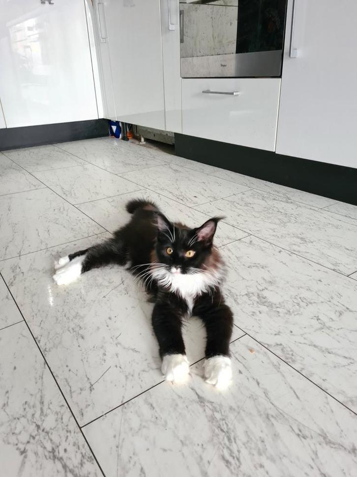 Maine Coon Kitten, Dieren en Toebehoren, Katten en Kittens | Raskatten | Langhaar, Meerdere dieren, 0 tot 2 jaar, Gechipt, Ontwormd