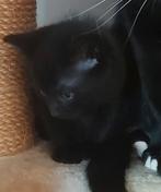 Kittens, Dieren en Toebehoren, Ophalen