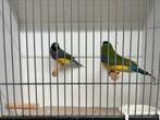 Gouldamadine split blauw, Meerdere dieren, Tropenvogel, Geringd