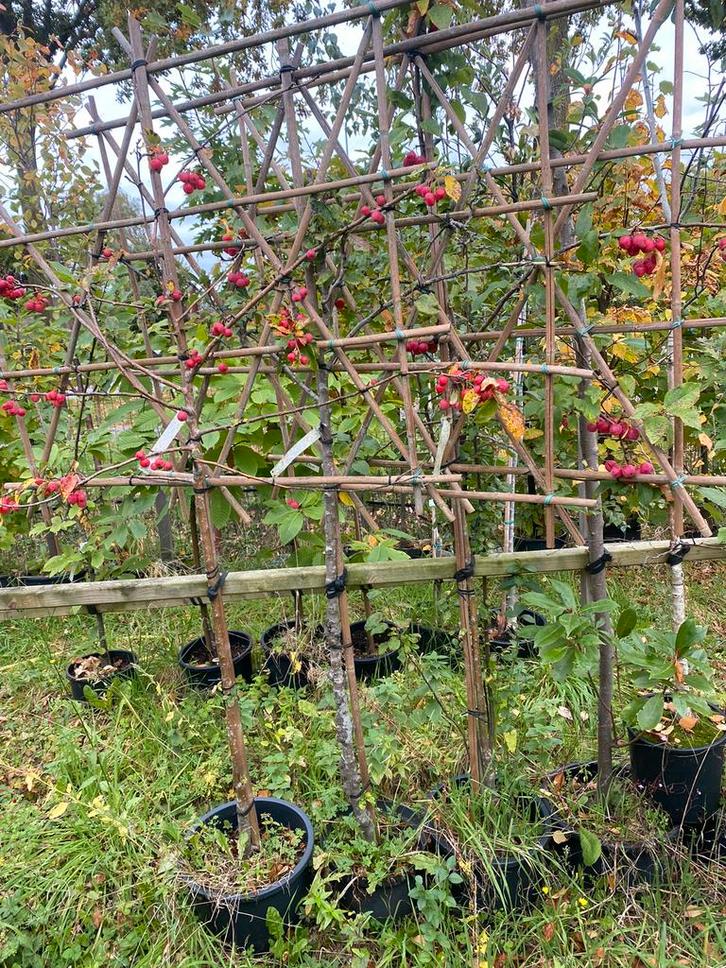 Lei Sierappel Red Sentinel €49,95 pst 3 voor €120,00, Tuin en Terras, Planten | Fruitbomen, Lente, Ophalen of Verzenden