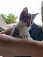 Onwijs lieve, leuke, sociale kittens, Meerdere dieren, Kortharig, 0 tot 2 jaar
