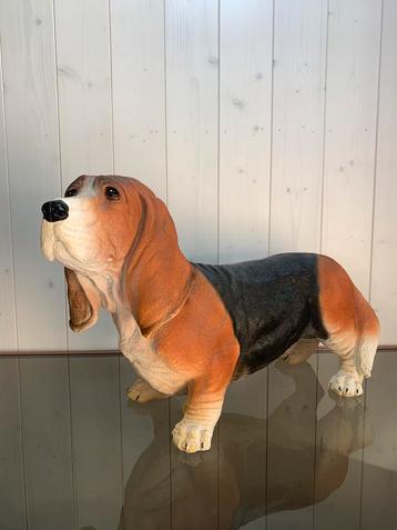 Basset hond beschikbaar voor biedingen