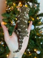 Mt. Koghis leachianus vrouw, Hagedis, Tam, 0 tot 2 jaar