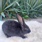Duitse Reus, Dieren en Toebehoren, Konijnen, Mannelijk, Groot, 0 tot 2 jaar