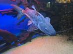 P.Hemiliopterus X Pseudoplatystoma M Meerval., Dieren en Toebehoren, Vissen | Aquariumvissen, Vis