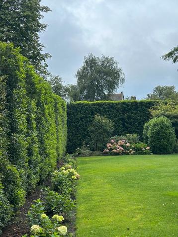 Tuinman aangeboden - Tuinman gezocht ? - Noord- Brabant beschikbaar voor biedingen