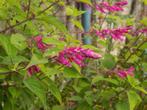 Diverse vaste planten, Tuin en Terras, Planten | Tuinplanten, Ophalen, Zomer, Overige soorten, Volle zon