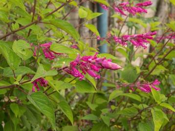 Diverse vaste planten beschikbaar voor biedingen