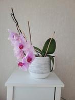 Orchidee plant, Ophalen, Overige soorten, Minder dan 100 cm