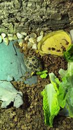 Astrochelys radiata schildpad, Dieren en Toebehoren, Reptielen en Amfibieën, 0 tot 2 jaar