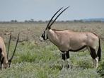 schedel van een Oryx/gemsbok, Verzamelen, Ophalen of Verzenden, Gebruikt, Wild dier, Schedel