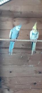 Valkparkieten, Dieren en Toebehoren, Meerdere dieren, Parkiet