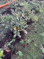 Laurier, Ophalen, Laurier, 100 tot 250 cm