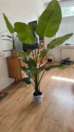 Strelitzia 180cm nieuw in doos, Huis en Inrichting, Kamerplanten, Ophalen, Halfschaduw, 150 tot 200 cm