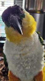 Tamme zwarte  roestkop  caique, Dieren en Toebehoren, Mannelijk, Papegaai, Geringd
