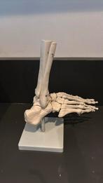 Pedicure voet skelet, Ophalen, Zo goed als nieuw, Steen, Minder dan 50 cm
