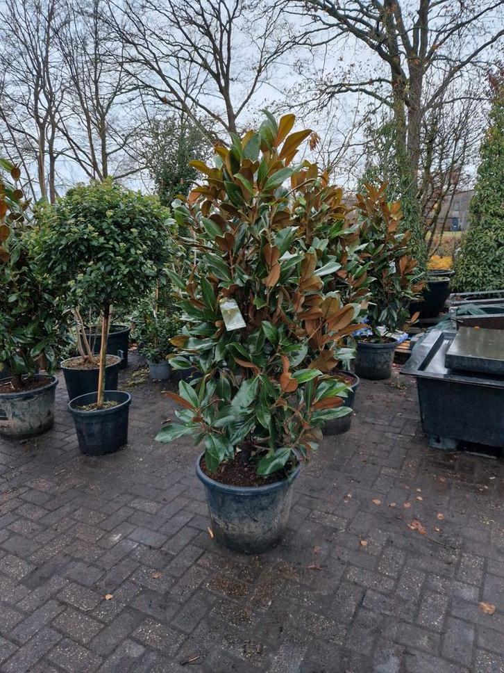 Groenblijvende Magnolia gallisoniensis, Tuin en Terras, Planten | Bomen, Overige soorten, 100 tot 250 cm, Volle zon, Lente, In pot