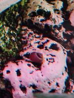 Appelslakken, Dieren en Toebehoren, Vissen | Aquariumvissen, Slak of Weekdier, Zoetwatervis
