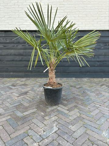 Trachycarpus Fortunei palmboom Stamhoogte 20/30 cm
