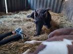 Paardenopfok in Zuid- Limburg, Dieren en Toebehoren, Stalling en Weidegang, Weidegang