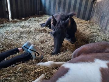 Paardenopfok in Zuid- Limburg beschikbaar voor biedingen