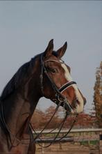 Bijrijder en verzorgster gezocht, Verzorging of Verzorgpony's