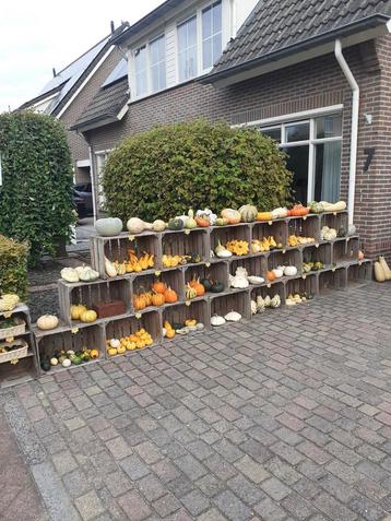 Te koop kalabassen en pompoenen uitzoeken vanaf €0,25. beschikbaar voor biedingen