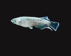 Mariage Kissing Wide-fin (Emerald-fin), Oryzias latipes var, Vis, Zoetwatervis