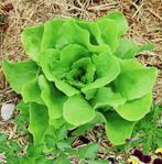 Kropsla zaden, Verzenden, Zaad