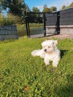 Oppas gezocht voor 2 hondjes, Ophalen of Verzenden