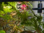 Leuke guppies, Dieren en Toebehoren, Vissen | Aquariumvissen, Vis