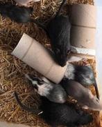 Gerbils, Dieren en Toebehoren, Knaagdieren, Augustus, Meerdere dieren, Overige typen, Tam