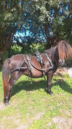 Mini shetlander tuig, Dieren en Toebehoren, Ophalen