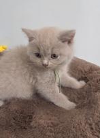 Britse Korthaar kitten met stamboom en garantie!, Dieren en Toebehoren, Katten en Kittens | Raskatten | Korthaar, Poes, Met stamboom