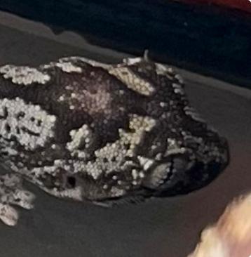 Strophurus ciliaris, Australische gekko beschikbaar voor biedingen