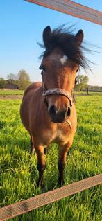 Unieke 5 jarige  B pony merrie, valkbruin, Dieren en Toebehoren, Pony's, Zadelmak, 3 tot 6 jaar, B pony (1.17m tot 1.27m), Recreatiepony
