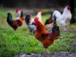 GROTE HANEN............................., Dieren en Toebehoren, Pluimvee, Kip, Mannelijk