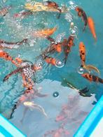 Koi karpers., Karper of Koi