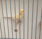 kanarieman  mozaïek, Dieren en Toebehoren, Vogels | Kanaries, Mannelijk, Kleurkanarie