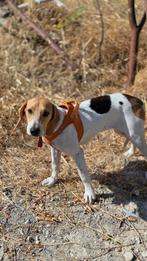 Leia 11 maanden, verblijf Cyprus, Dieren en Toebehoren, Rabiës (hondsdolheid), 15 weken tot 1 jaar, Handelaar, Buitenland